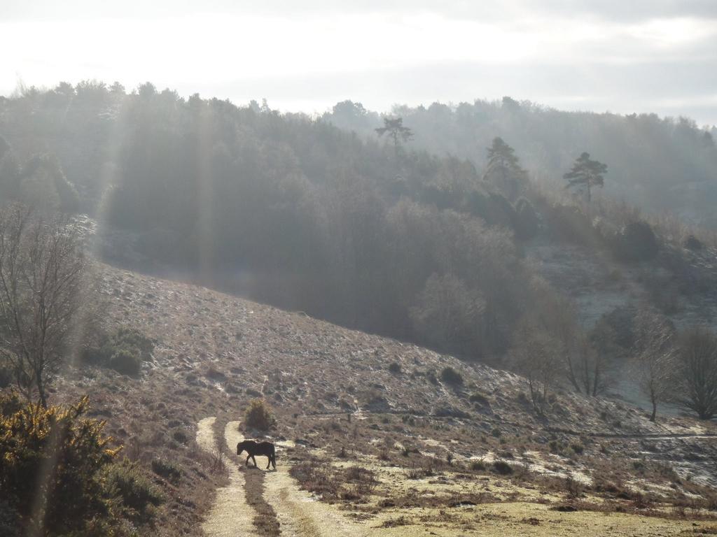 The Old Cook'S House Villa Hindhead Cameră foto